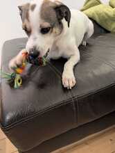 FIETE, Hund, Mischlingshund in Overath