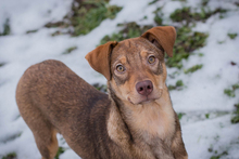 CHIPNR260604, Hund, Mischlingshund in Kroatien