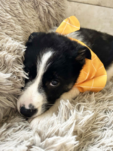 CHIPNR259119, Hund, Mischlingshund in Kroatien