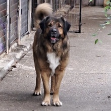 JEGOR, Hund, Kaukasischer Owtcharka in Ungarn