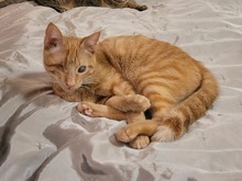 SULLY, Katze, Europäisch Kurzhaar in Alsbach-Hähnlein