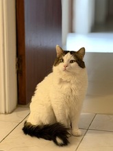 BUSH, Katze, Europäisch Kurzhaar in Zypern