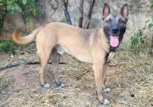 CHINO, Hund, Malinois-Mix in Spanien