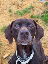 JINCHO, Hund, Deutsch Kurzhaar in Spanien