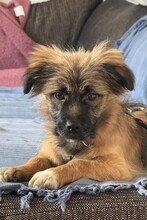 CADDIE, Hund, Mischlingshund in Saarbrücken