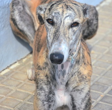 LORENA, Hund, Galgo Español in Spanien