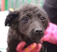 LANA, Hund, Mischlingshund in Rumänien