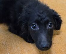 LANA, Hund, Mischlingshund in Hohenberg