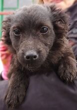 LARA, Hund, Mischlingshund in Sparneck