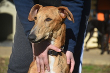 KLAUS, Hund, Affenpinscher in Spanien