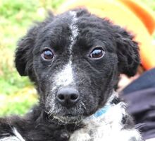 DOLLY, Hund, Mischlingshund in Rumänien