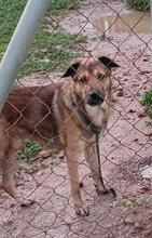 TRONCO, Hund, Mischlingshund in Spanien