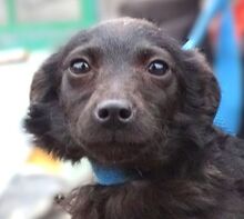 LILY, Hund, Mischlingshund in Rumänien