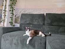 JERRY, Katze, Siam-Mix in Pechbrunn