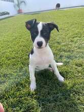 NIZZA, Hund, Mischlingshund in Spanien