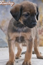 LUCKY, Hund, Mischlingshund in Portugal