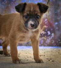 PATCH, Hund, Mischlingshund in Portugal