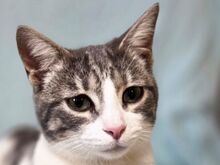 JAZZ, Katze, Europäisch Kurzhaar in Rösrath