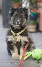 BIGGIE, Hund, Mischlingshund in Rumänien