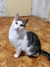 SISSY, Katze, Europäisch Kurzhaar in Bulgarien