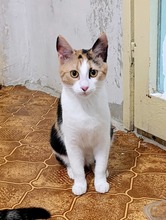 SOFIE, Katze, Europäisch Kurzhaar in Bulgarien
