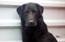 JUNA, Hund, Mischlingshund in Rumänien