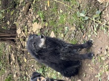 SANTANA, Hund, Mischlingshund in Pegnitz