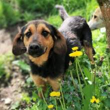 SANA, Hund, Mischlingshund in Höttingen