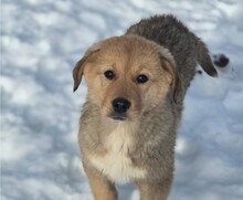 RUNDEK, Hund, Mischlingshund in Margetshöchheim
