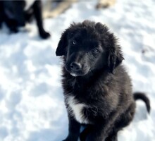 TIA, Hund, Mischlingshund in Ellingen