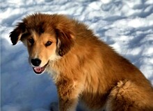 LUCA, Hund, Mischlingshund in Ellingen