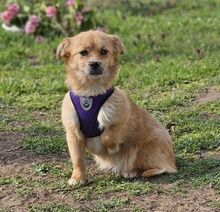 BAFFY, Hund, Mischlingshund in Ungarn