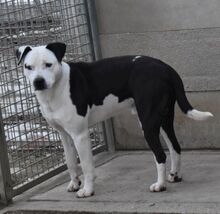 ZEUSZ, Hund, Mischlingshund in Ungarn