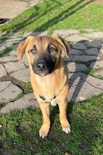 ZORRO, Hund, Mischlingshund in Emmendingen