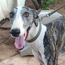 HYPATHIA, Hund, Greyhound in Berlin