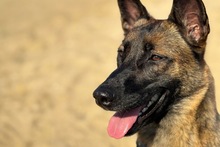 REIKA, Hund, Malinois in Berlin