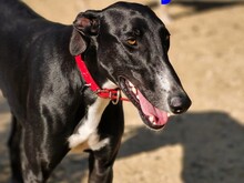 RICKY2, Hund, Greyhound in Spanien