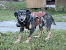 RYSIK, Hund, Mischlingshund in Großröhrsdorf