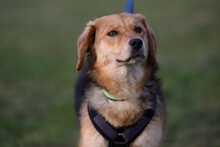 AIMI, Hund, Mischlingshund in München