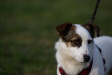 VICCO, Hund, Mischlingshund in München