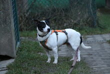 GERTRUDE, Hund, Mischlingshund in Großröhrsdorf