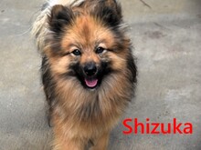 SHIZUKA, Hund, Spitz in Spanien