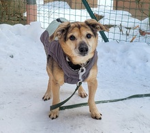 BANDZIOR, Hund, Mischlingshund in Großröhrsdorf