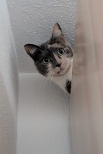 FINNJA, Katze, Europäisch Kurzhaar in Moers