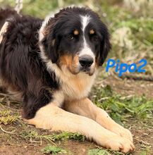 PIPO2, Hund, Border Collie-Mix in Spanien