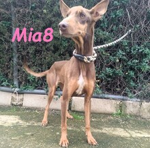 MIA8, Hund, Podenco Orito in Spanien