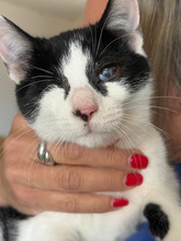 ELLA, Katze, Europäisch Kurzhaar in Köln