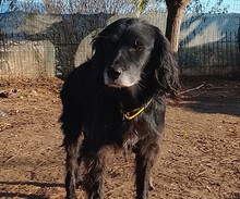 TOLLI, Hund, Mischlingshund in Aerzen