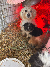 HELGA, Hund, Havaneser in Rumänien