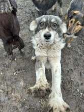 ANNEGRET, Hund, Mischlingshund in Rumänien